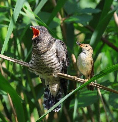 Koekoek - Common Cuckoo