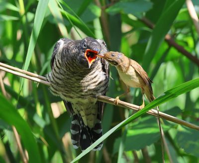 Koekoek - Common Cuckoo