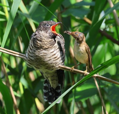 Koekoek - Common Cuckoo