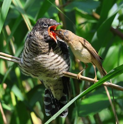 Koekoek - Common Cuckoo