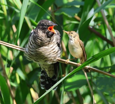 Koekoek - Common Cuckoo