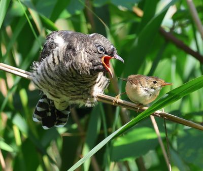 Koekoek - Common Cuckoo