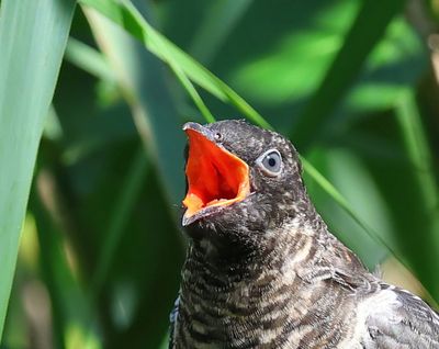 Koekoek - Common Cuckoo