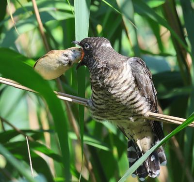 Koekoek - Common Cuckoo