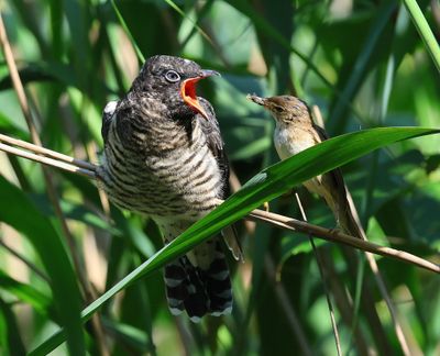 Koekoek - Common Cuckoo