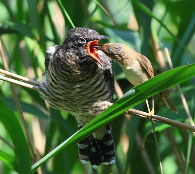 Koekoek - Common Cuckoo