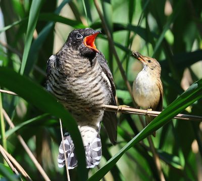 Koekoek - Common Cuckoo
