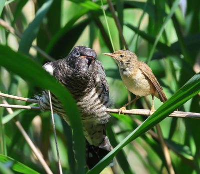 Koekoek - Common Cuckoo