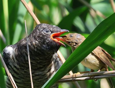 Koekoek - Common Cuckoo