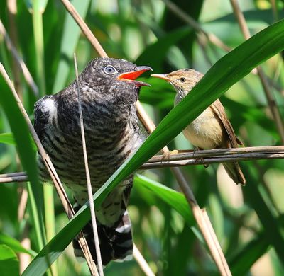 Koekoek - Common Cuckoo