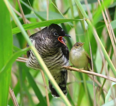 Koekoek - Common Cuckoo