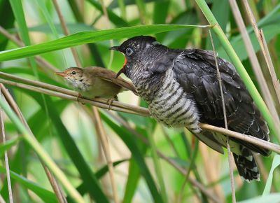 Koekoek - Common Cuckoo