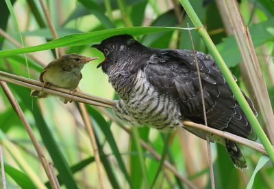 Koekoek - Common Cuckoo