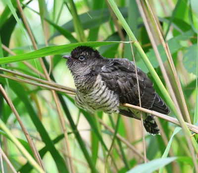 Koekoek - Common Cuckoo