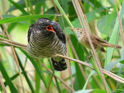 Koekoek - Common Cuckoo