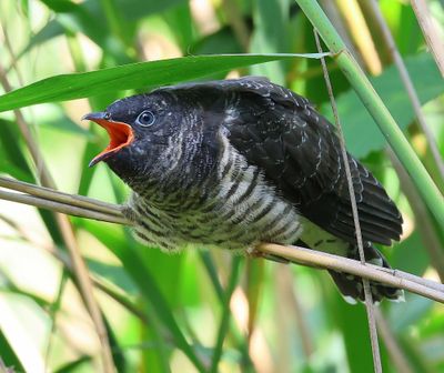 Koekoek - Common Cuckoo