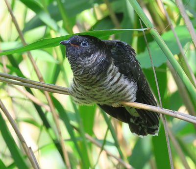 Koekoek - Common Cuckoo