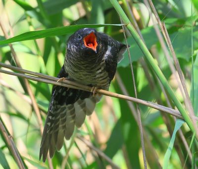 Koekoek - Common Cuckoo