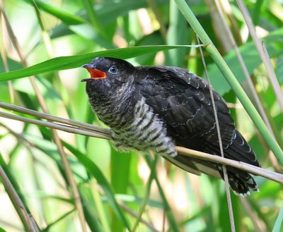 Koekoek - Common Cuckoo