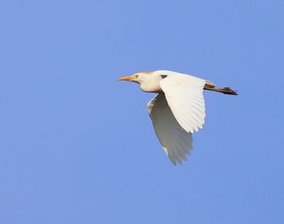 Koereiger - Cattle Egret