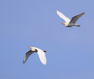 Koereigers - Cattle Egrets