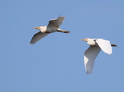Koereigers - Cattle Egrets