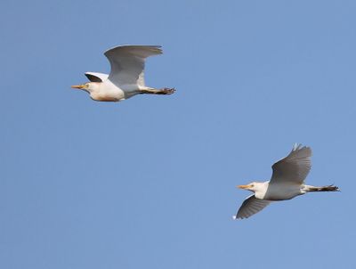 Koereigers - Cattle Egrets
