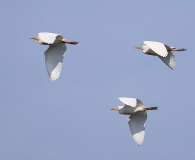 Koereigers - Cattle Egrets