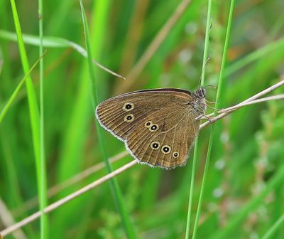 Koevinkje - Ringlet