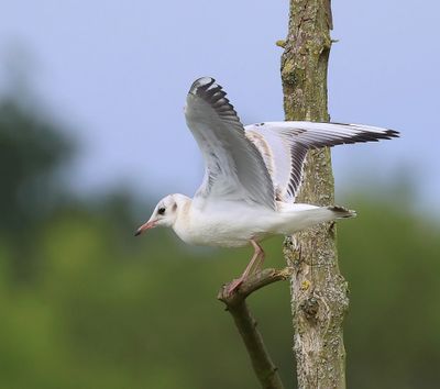 Kokmeeuw - Black-headed Gull