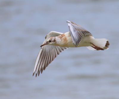 Kokmeeuw - Black-headed Gull