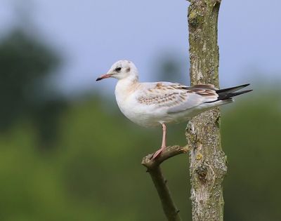 Kokmeeuw - Black-headed Gull