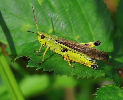 Moerassprinkhaan - Large Marsh Grasshopper