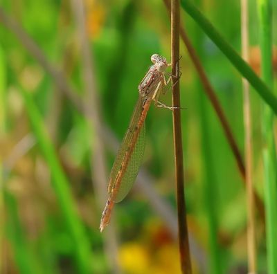 Noordse Winterjuffer - Siberian Winter Damselfly