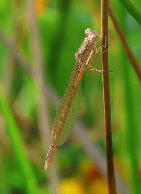 Noordse Winterjuffer - Siberian Winter Damselfly