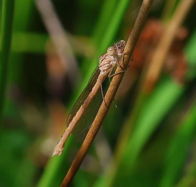 Noordse Winterjuffer - Siberian Winter Damselfly