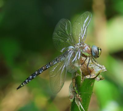 Paardenbijter - Migrant Hawker