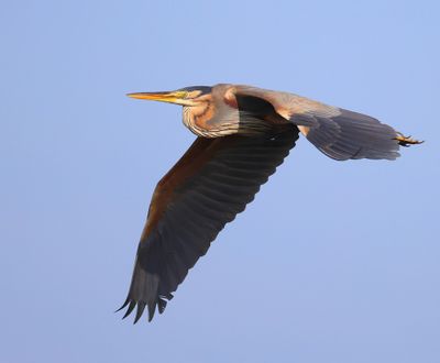 Purperreiger - Purple Heron