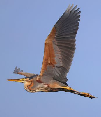 Purperreiger - Purple Heron