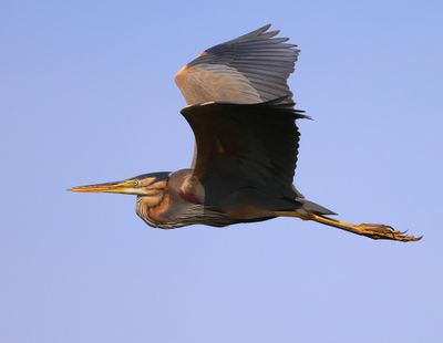 Purperreiger - Purple Heron