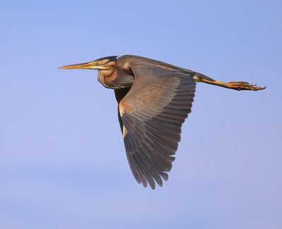 Purperreiger - Purple Heron