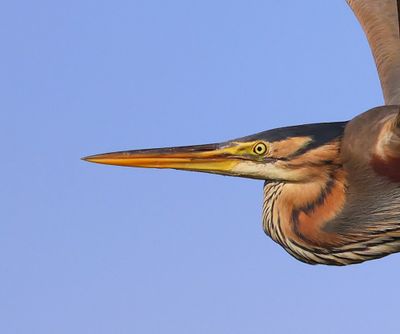 Purperreiger - Purple Heron