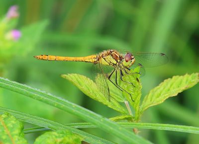 Steenrode Heidelibel - Moustached Darter