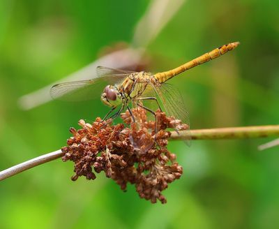 Steenrode Heidelibel - Moustached Darter