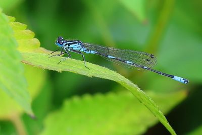 Variabele Waterjuffer - Variable Bluet