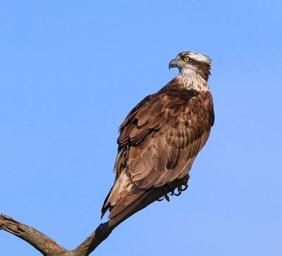 Visarend - Osprey