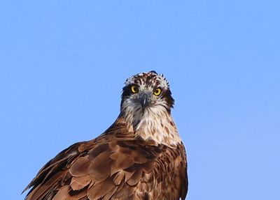 Visarend - Osprey
