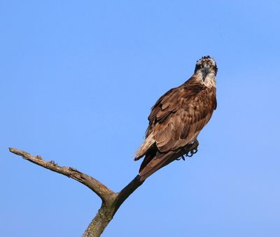 Visarend - Osprey