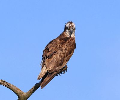 Visarend - Osprey