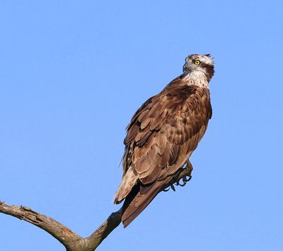 Visarend - Osprey